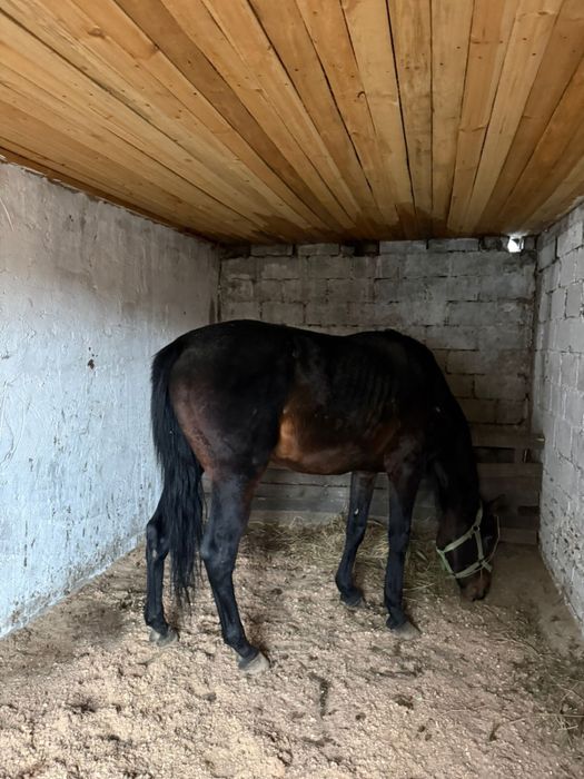 Жеребец чистокровка