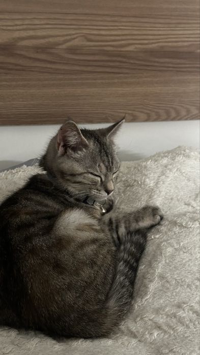 Отдаю котенка(девочка)