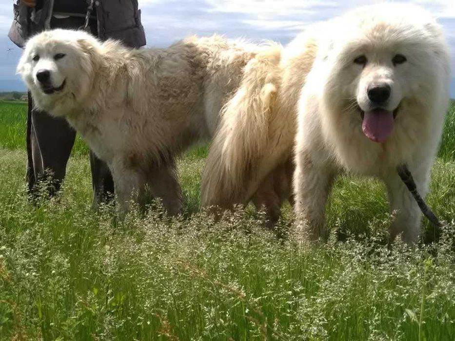 Кавказка овчарка