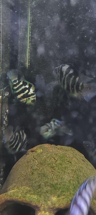 Рыбы - Сапфировые попугаи