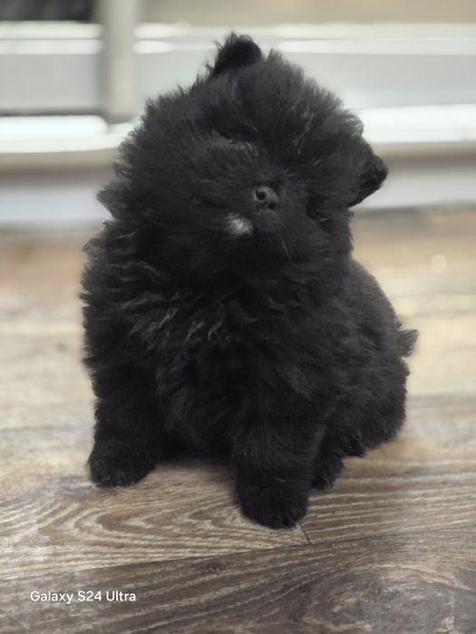 Минишпицы толстолапые