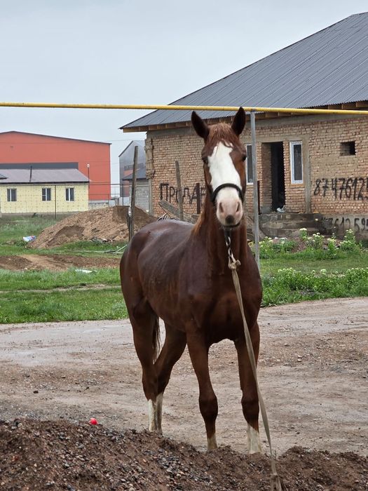 ‼️Срочно‼️Құнан сатылады!