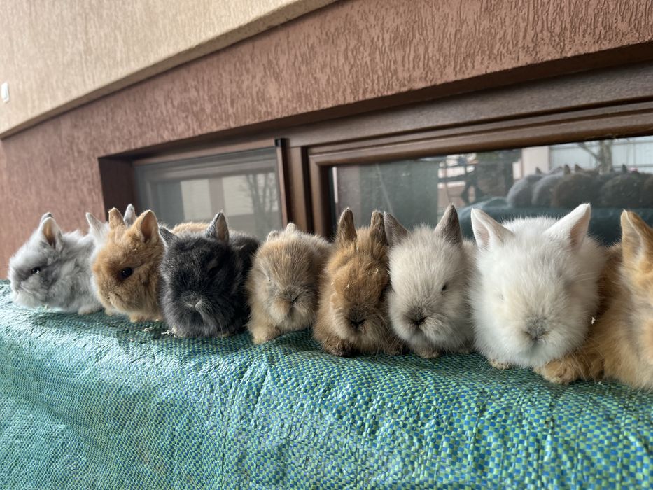 Iepurasi cap de leu pitic