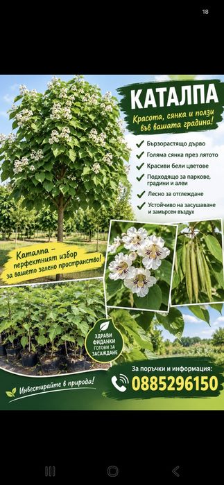 Каталпа  фиданки