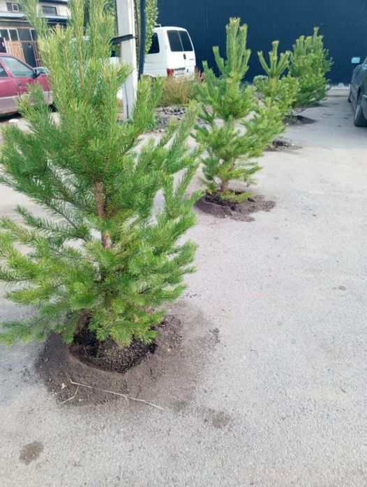 Саженцы сосны акция