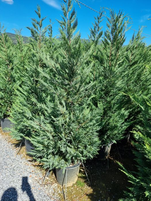 Photinia pe tija- tuia leylandi-cedru - artar rosu japonez