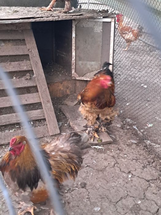 Cocoși Brahma  de vanzare