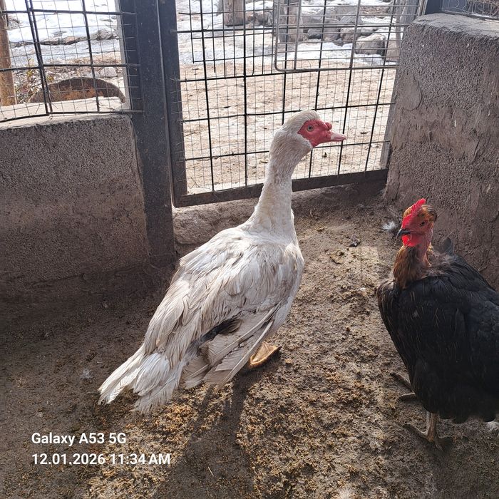 Продам самца инодоутки