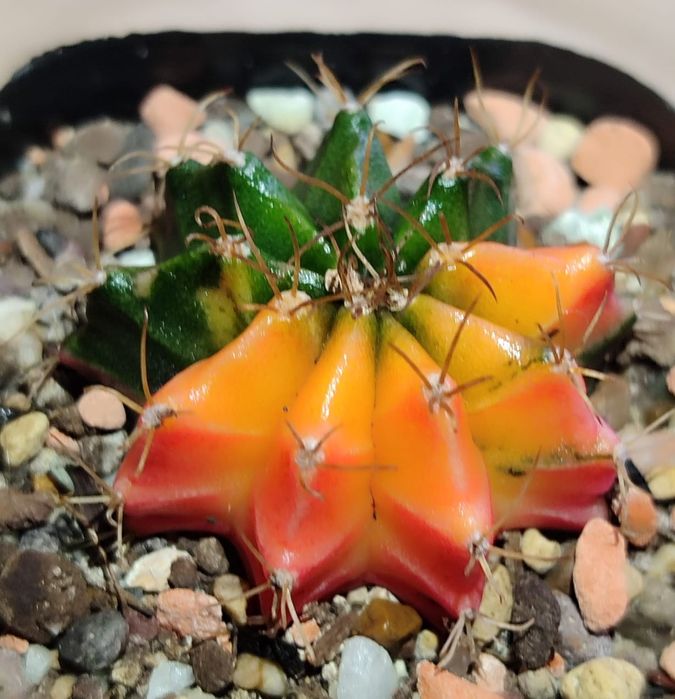 Вариегатные Кактусы