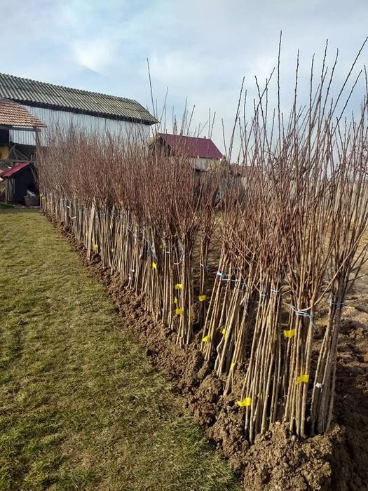 Pomi fructiferi diferite soiuri