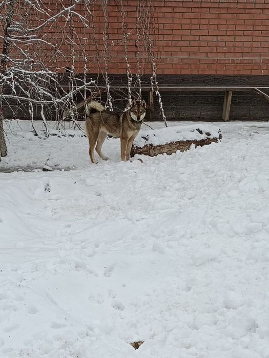 Злс лайка кушыктер