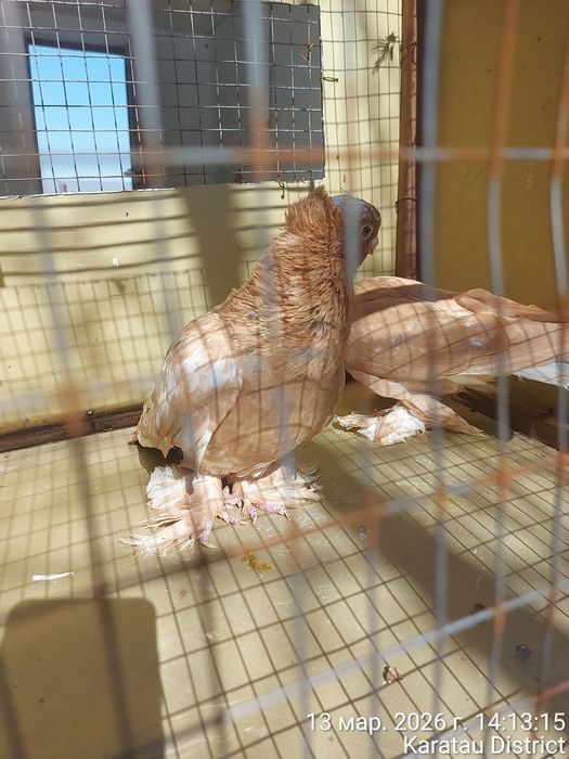 Голуби наваты молодые