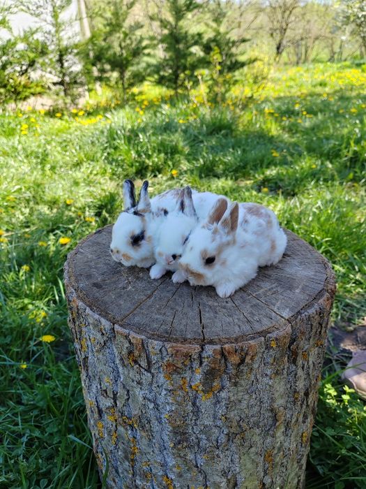 Vând iepuri Rex pitic tricolor și dalmațian