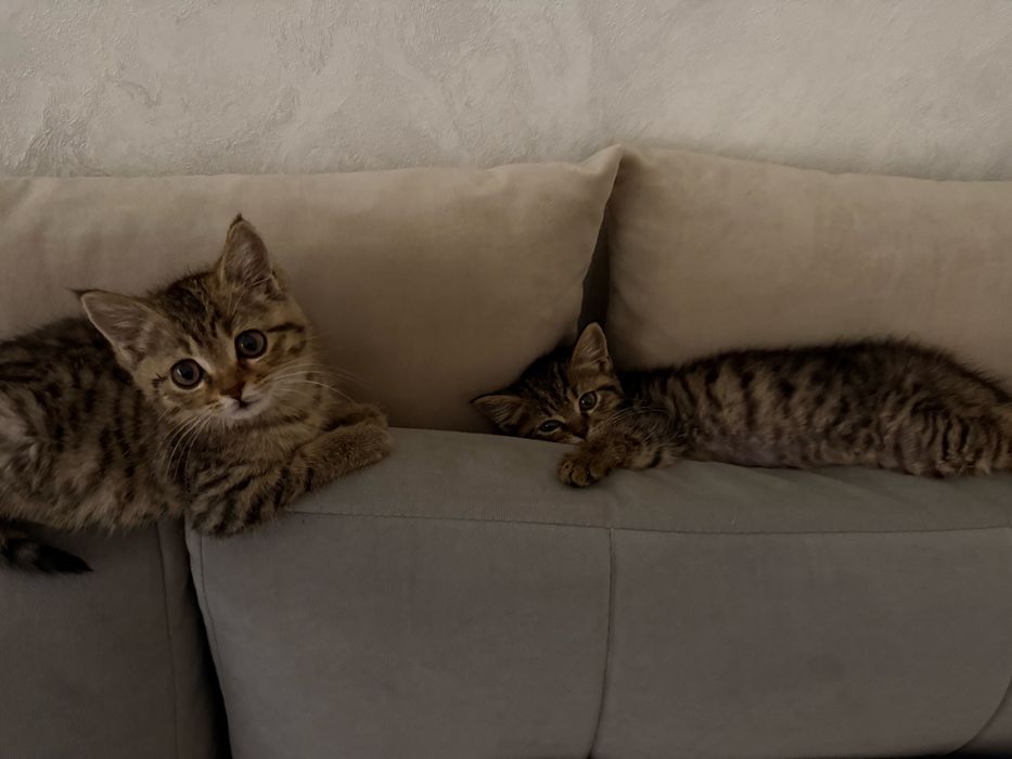 Отдам котят в добрые руки