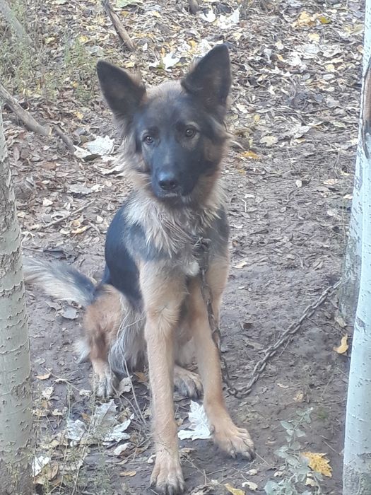 Nemetski afcharka sotiladi aqilli