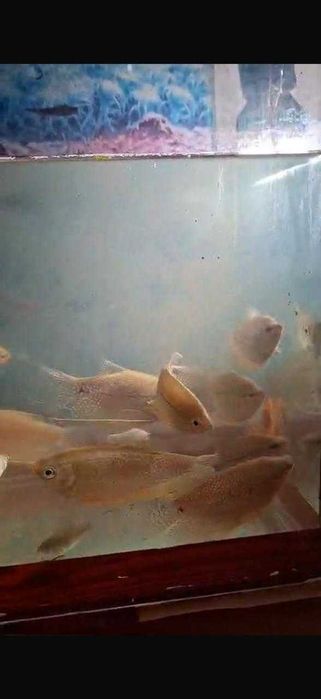Аквариумные рыбки
