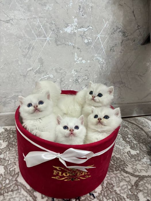 Продаётся котята mushukchalar sotiladi