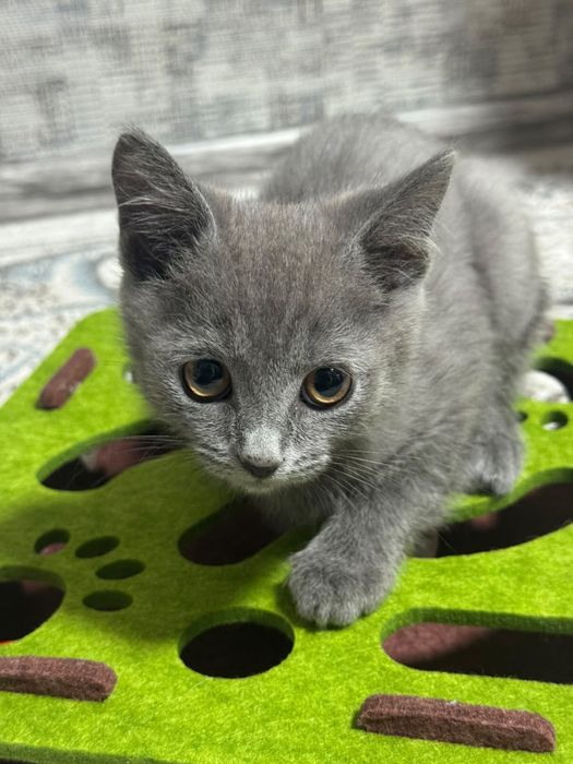 Британский короткошерстный котенок