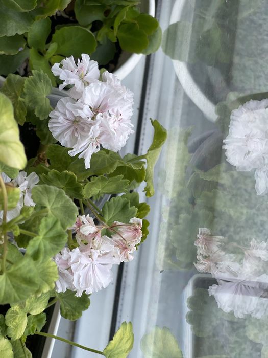 Продам комнатные цветы