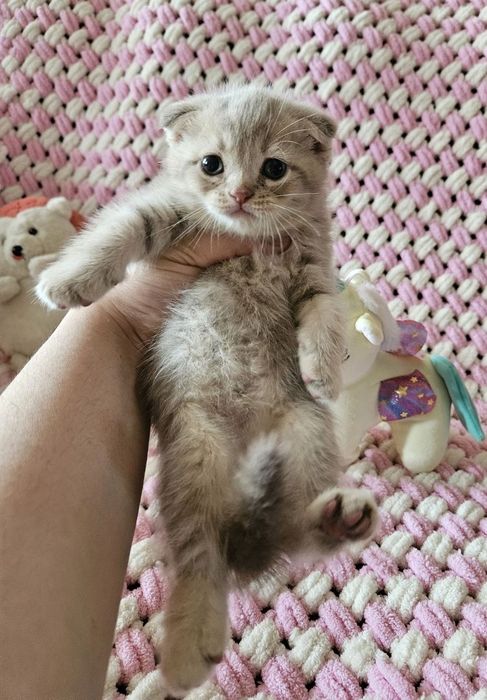 Скотш фолд угил бола