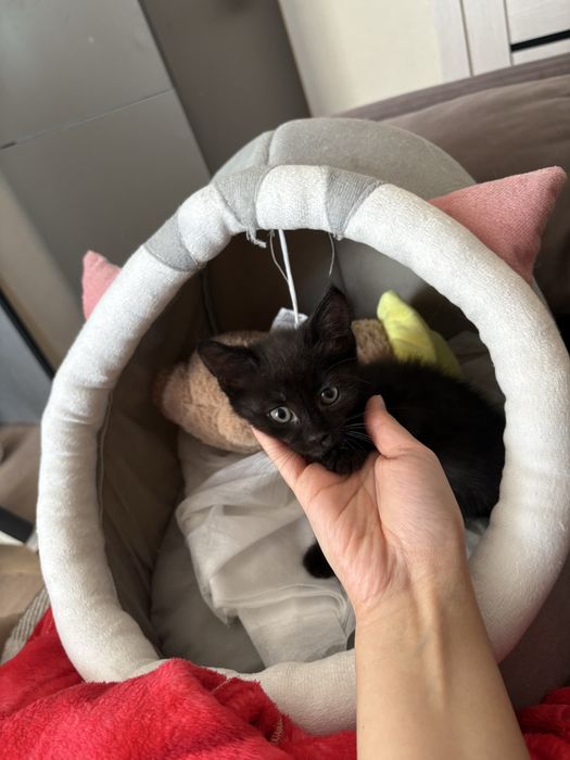 Отдам котенка в добрые руки