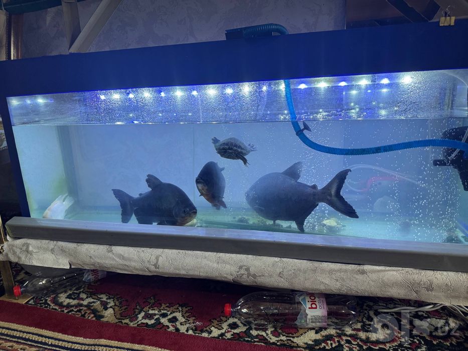 Piraniya Baliqi Sotiladi 4 Tasini 120$ Bervoramiz