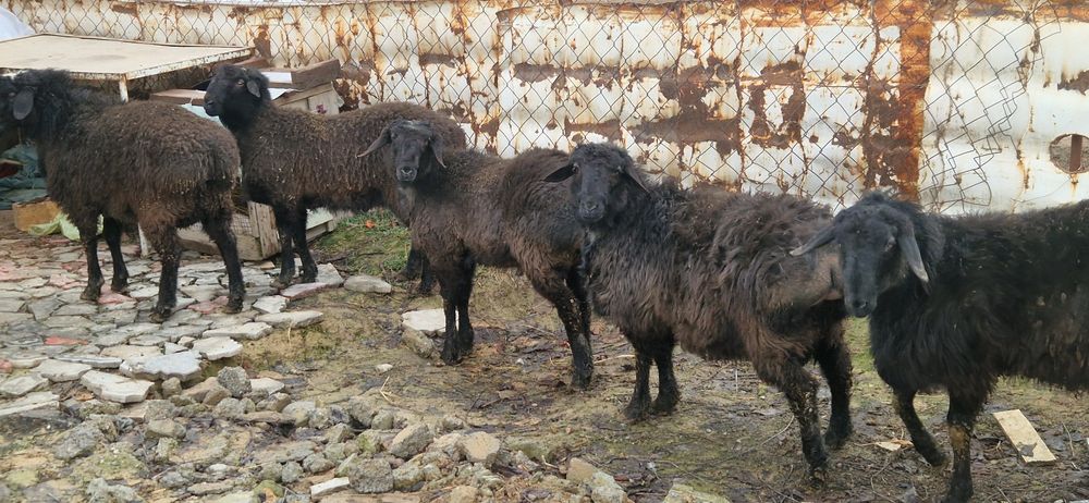 Кучкорлар сотилади