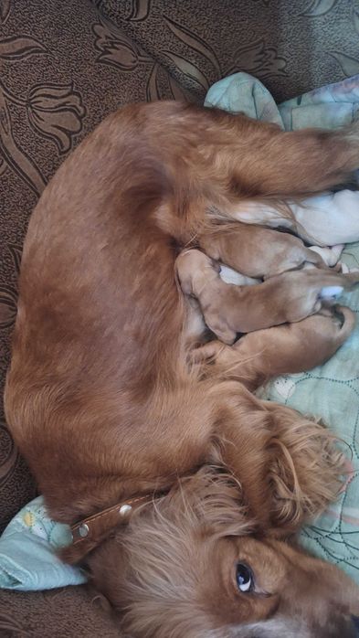 Щенки Английского коккера спаниеля