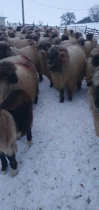 Vand 2 berbeci bucălăi