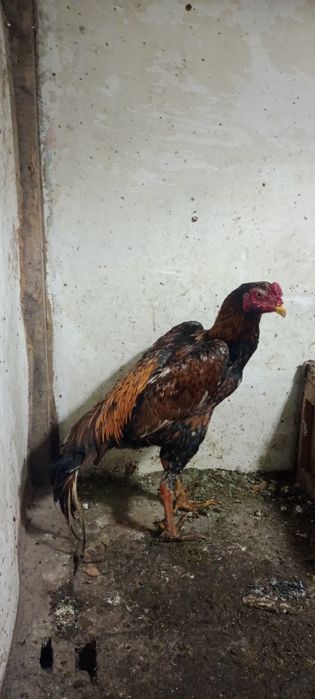 Продам Дакан шамо