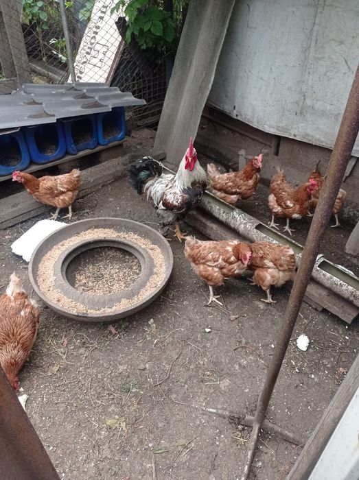 Несушки курицы срочно продам
