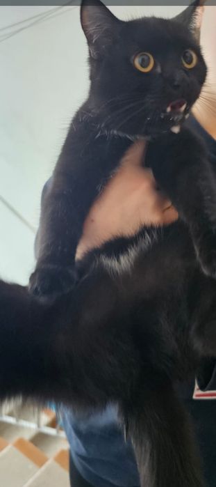 Кошка красивая , подбросили в подъезд .