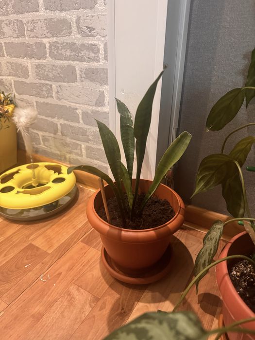 комнатные растения