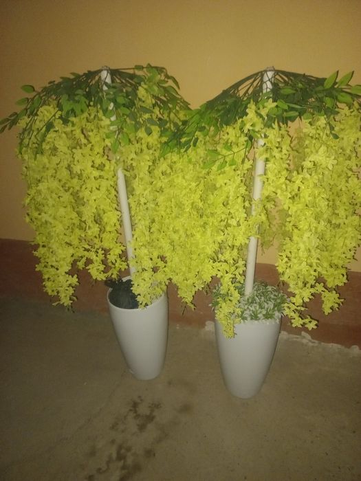 Суний гуллар озон нархларда