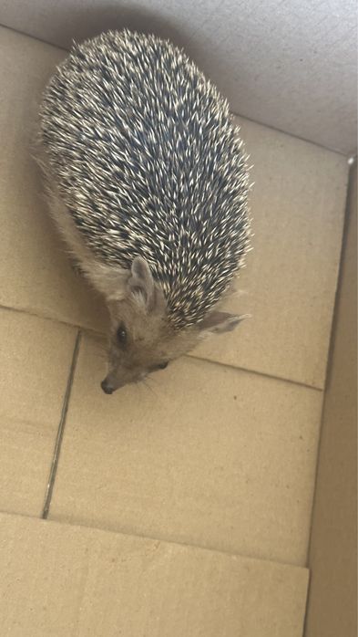 Ежата ежик ёжик ёж