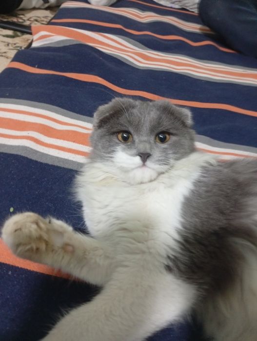 Веслоухий кот недорого