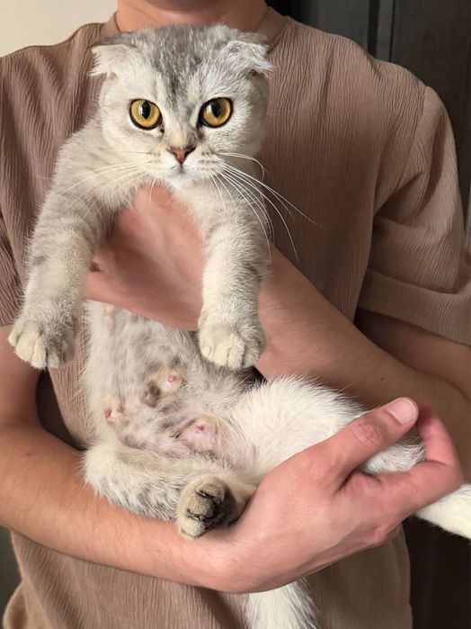 Котята веслоушки (скоттиш фолд)
