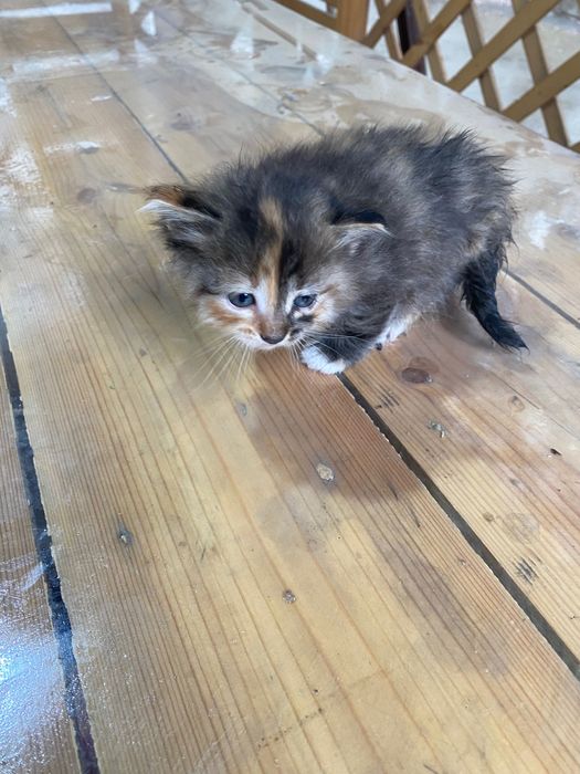 Котенок милый маленький