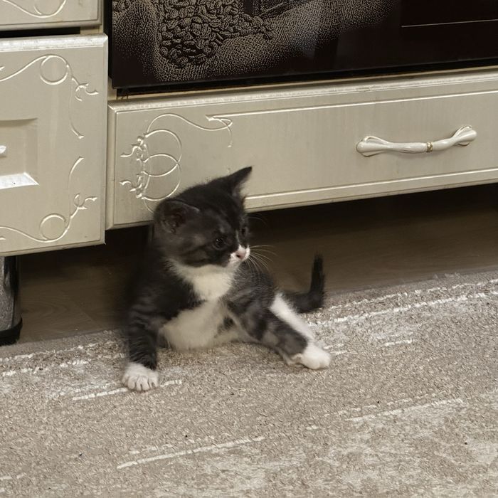 Отдам котят в добрые руки