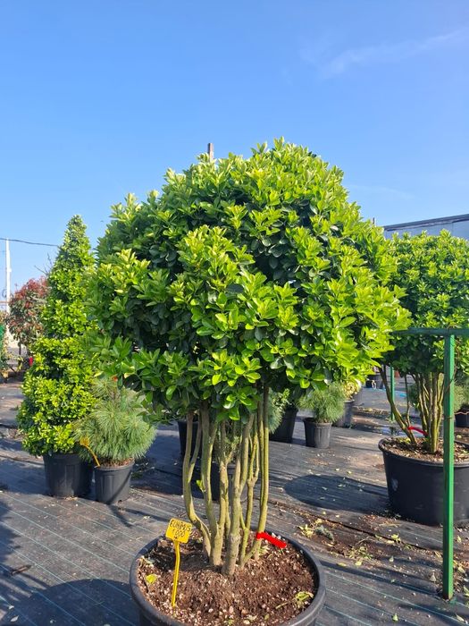 Vând plante  ornamentale