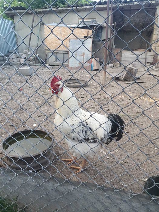 Pui de găină de țară Sau ouă pentru consum și incubat