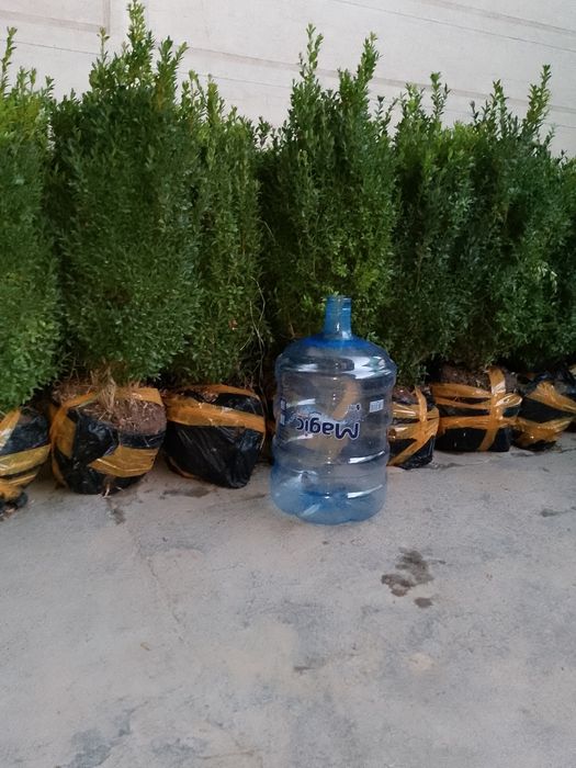 Шамшод 35000 сум