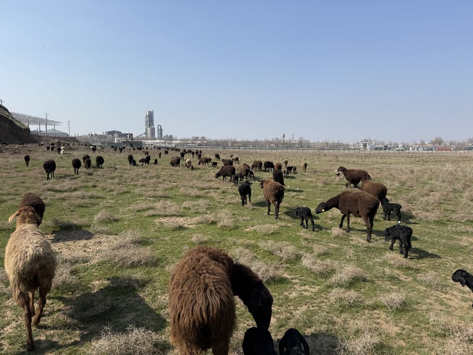 100 бас сулык кой сатылады