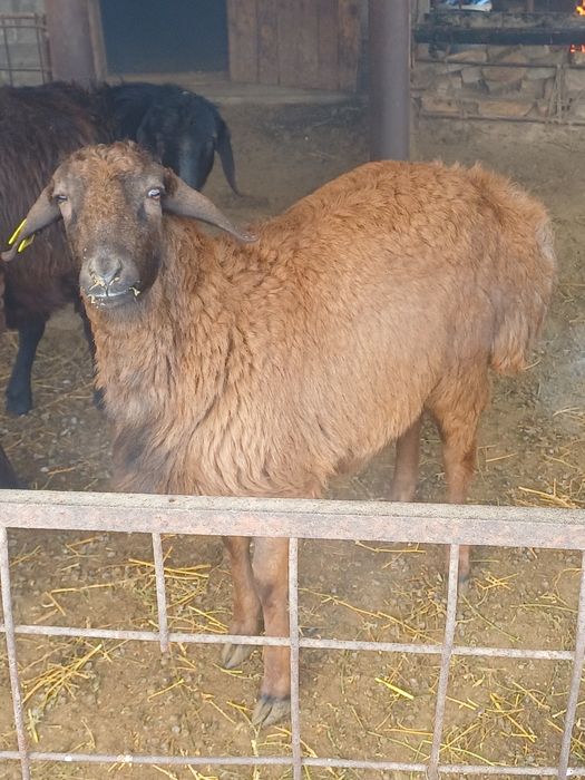 Гиссар тоқты қошқар