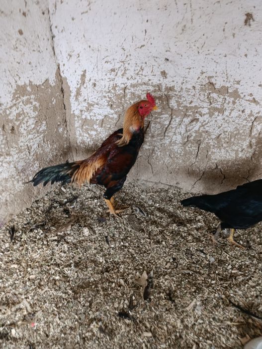 Zoti karis ertaki juja