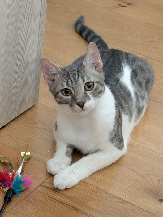 Adoptie - 3 frati wow, ne cautam omul (impreuna sau separat)
