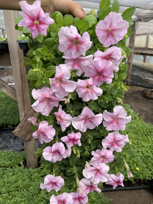 Петуния рассада цветы