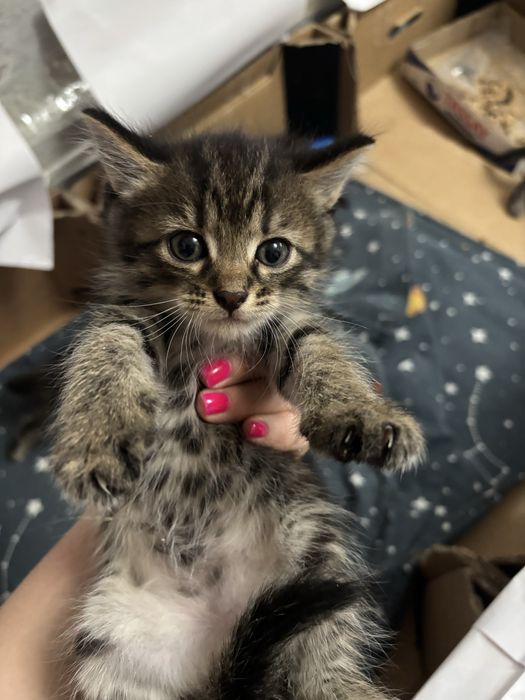Отдам котят в добрые руки !