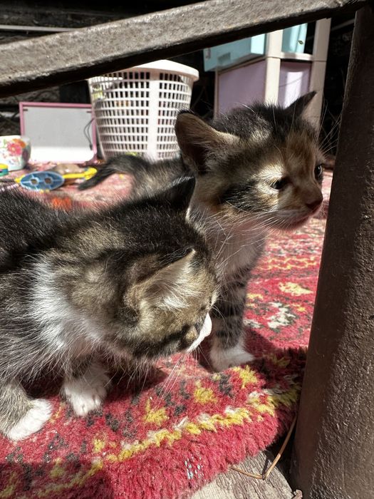 Отдам коятят в хорошие руки