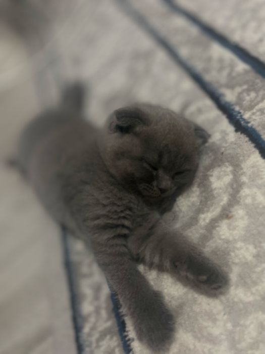 Qiz bola 1 yarim oylik Scottish Fold.    narxi 100$.